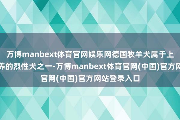 万博manbext体育官网娱乐网德国牧羊犬属于上海市不容饲养的烈性犬之一-万博manbext体育官网(中国)官方网站登录入口