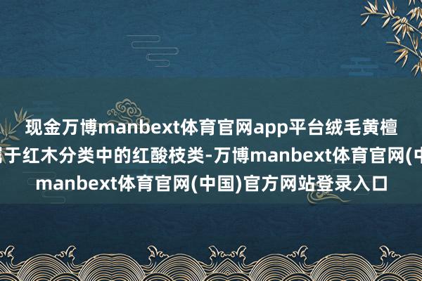 现金万博manbext体育官网app平台绒毛黄檀的基本特色绒毛黄檀属于红木分类中的红酸枝类-万博manbext体育官网(中国)官方网站登录入口